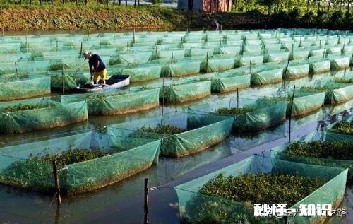 今年还会收购水生动物吗例如鳝鱼之类的