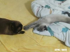 猫咪想和你玩时，会有什么行为