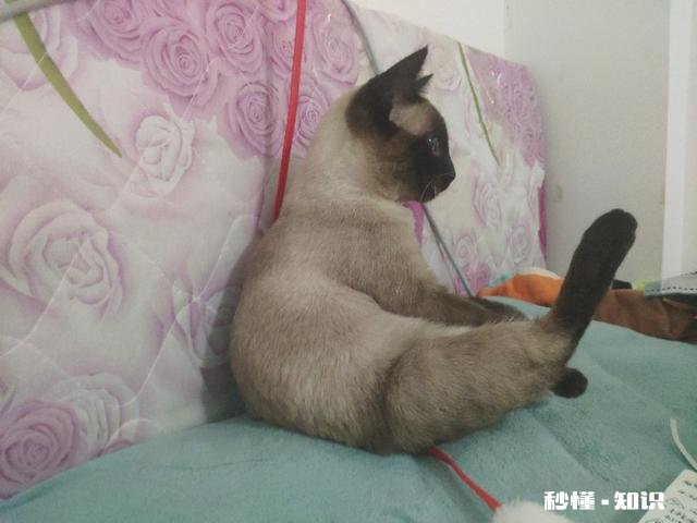 猫咪想和你玩时,会有什么行为