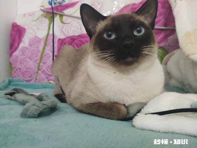 猫咪想和你玩时,会有什么行为