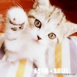 3到4天的小猫不吃东西怎么办用什么姿势喂它能把奶喂进去