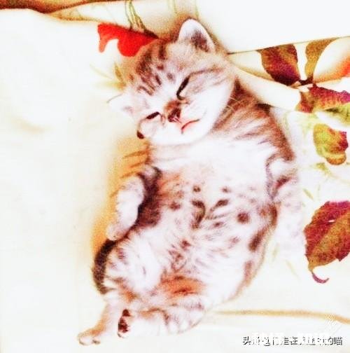 3到4天的小猫不吃东西怎么办用什么姿势喂它能把奶喂进去