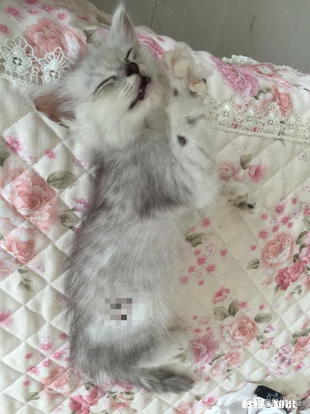 3到4天的小猫不吃东西怎么办用什么姿势喂它能把奶喂进去