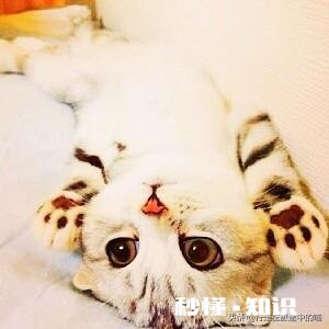 3到4天的小猫不吃东西怎么办用什么姿势喂它能把奶喂进去