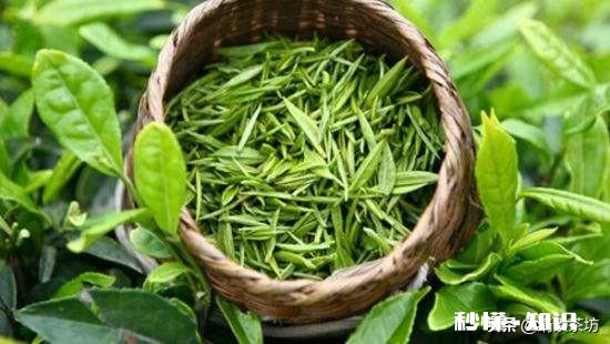 为何茶叶还分红茶和绿茶