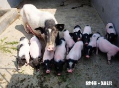 香猪真的长不大么