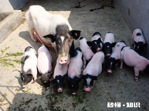 香猪真的长不大么