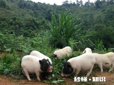 香猪真的长不大么