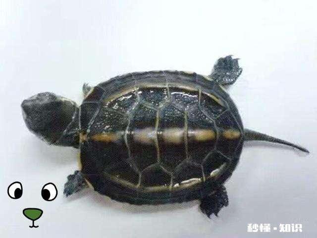 乌龟爬出去找不到了怎么办