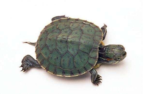 乌龟爬出去找不到了怎么办