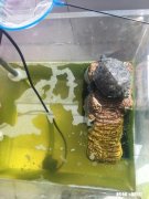 乌龟爬出去找不到了怎么办