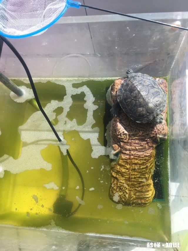 乌龟爬出去找不到了怎么办