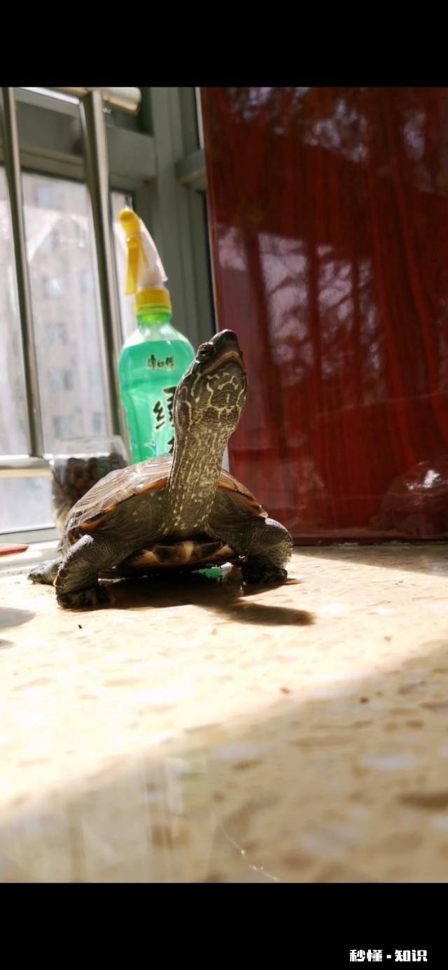 乌龟爬出去找不到了怎么办