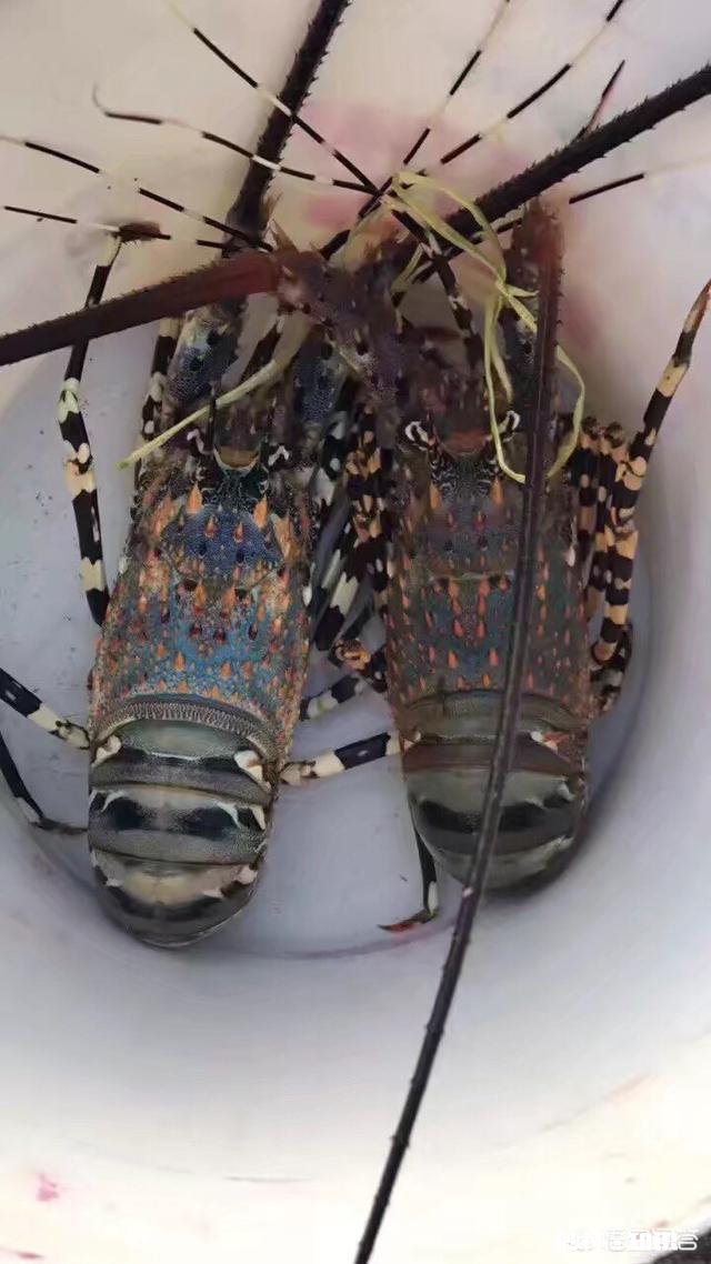 国外游哪个国家吃海鲜便宜