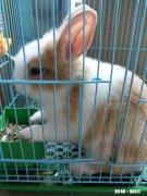 兔子能喂花生饼吗