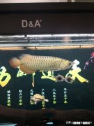 两只乌龟可以放在一起养吗，可以分开养吗