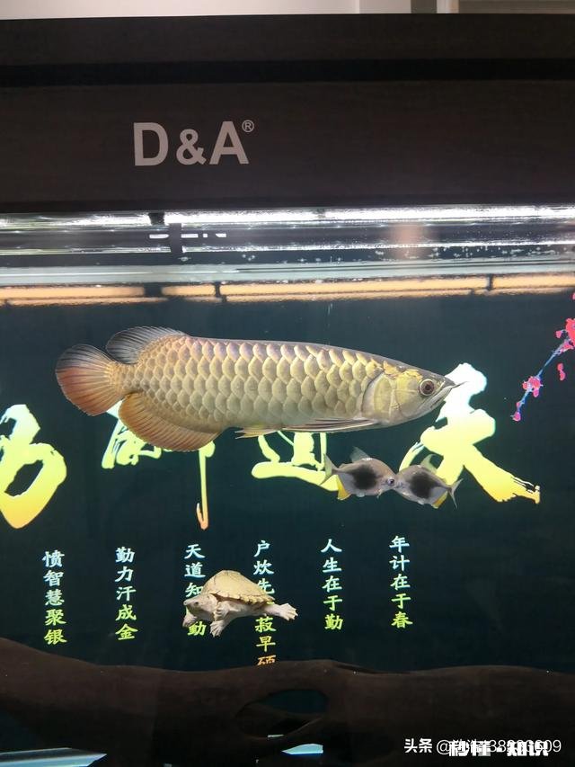 两只乌龟可以放在一起养吗，可以分开养吗