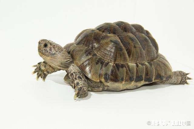 两只乌龟可以放在一起养吗，可以分开养吗