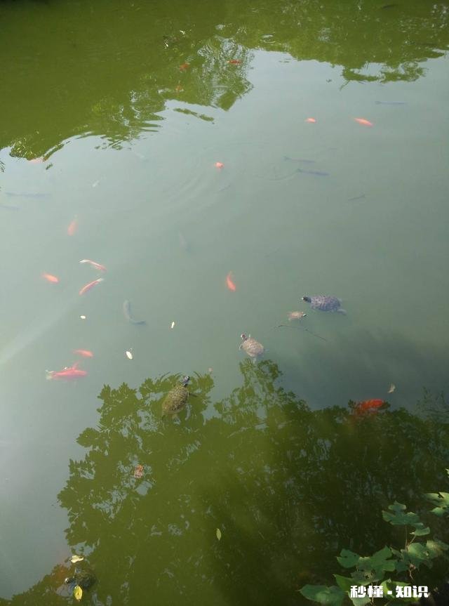 两只乌龟可以放在一起养吗，可以分开养吗