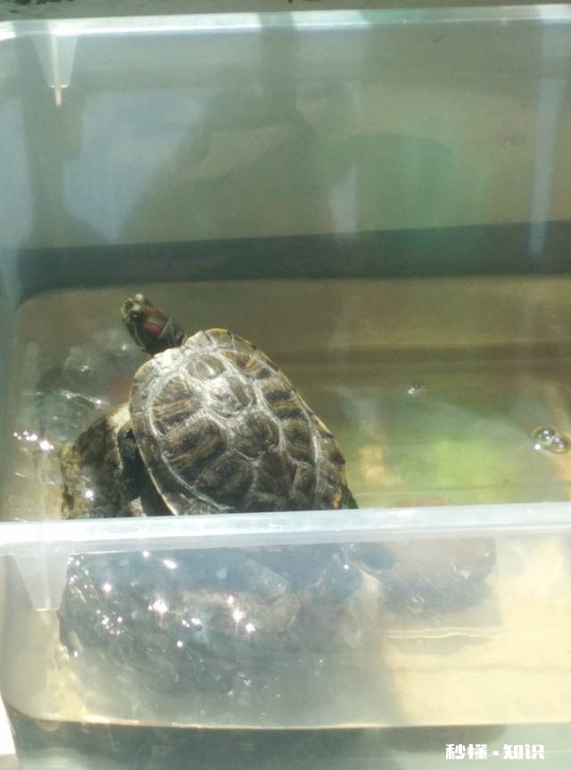 两只乌龟可以放在一起养吗，可以分开养吗