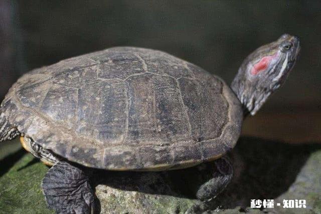 两只乌龟可以放在一起养吗，可以分开养吗