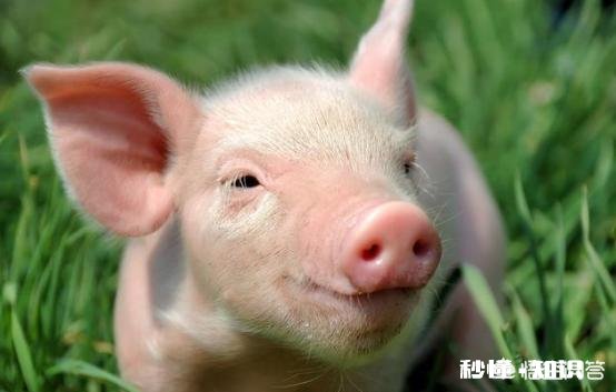 2020年的生猪价格，几月份会是猪价的高峰期