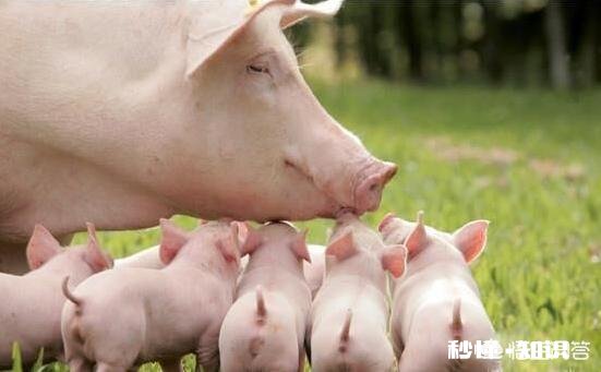 2020年的生猪价格，几月份会是猪价的高峰期