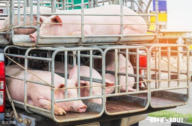 2020年的生猪价格，几月份会是猪价的高峰期