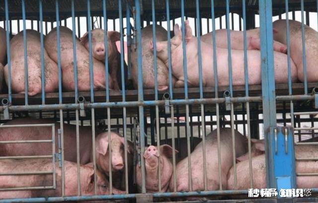 2020年的生猪价格，几月份会是猪价的高峰期