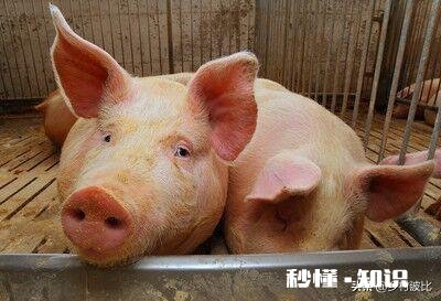 2020年的生猪价格，几月份会是猪价的高峰期