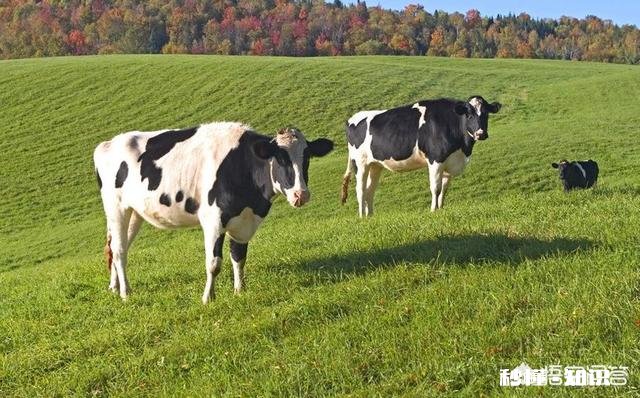 孩子快六岁了，抵抗力不好，吃牛初乳有用吗