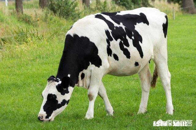 孩子快六岁了，抵抗力不好，吃牛初乳有用吗