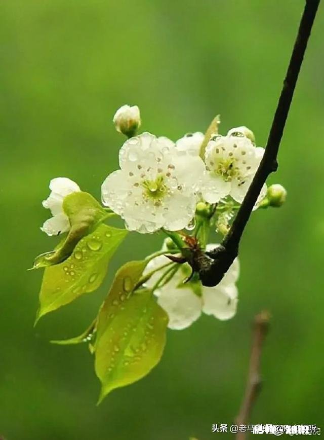 语文学科文言文中怎么看是否有正侧面描写