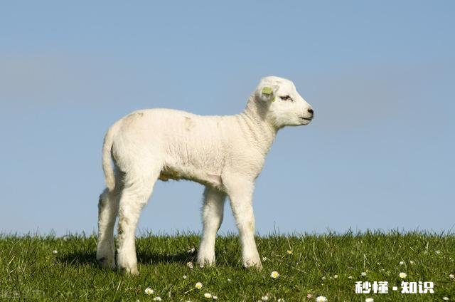 生肖羊最大的缺憾是什么