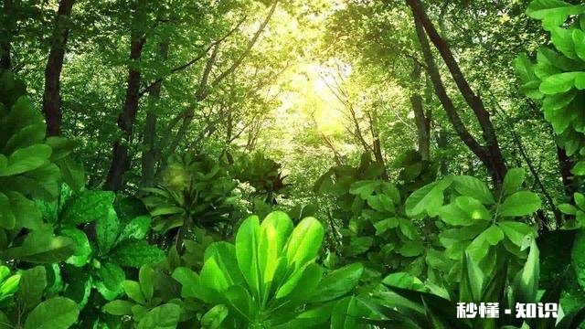 生肖羊最大的缺憾是什么