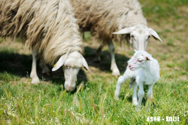生肖羊最大的缺憾是什么