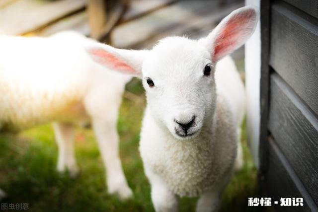 生肖羊最大的缺憾是什么