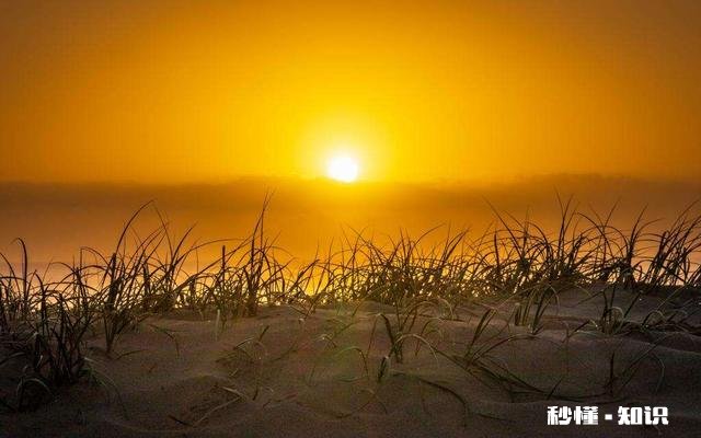 生肖羊最大的缺憾是什么