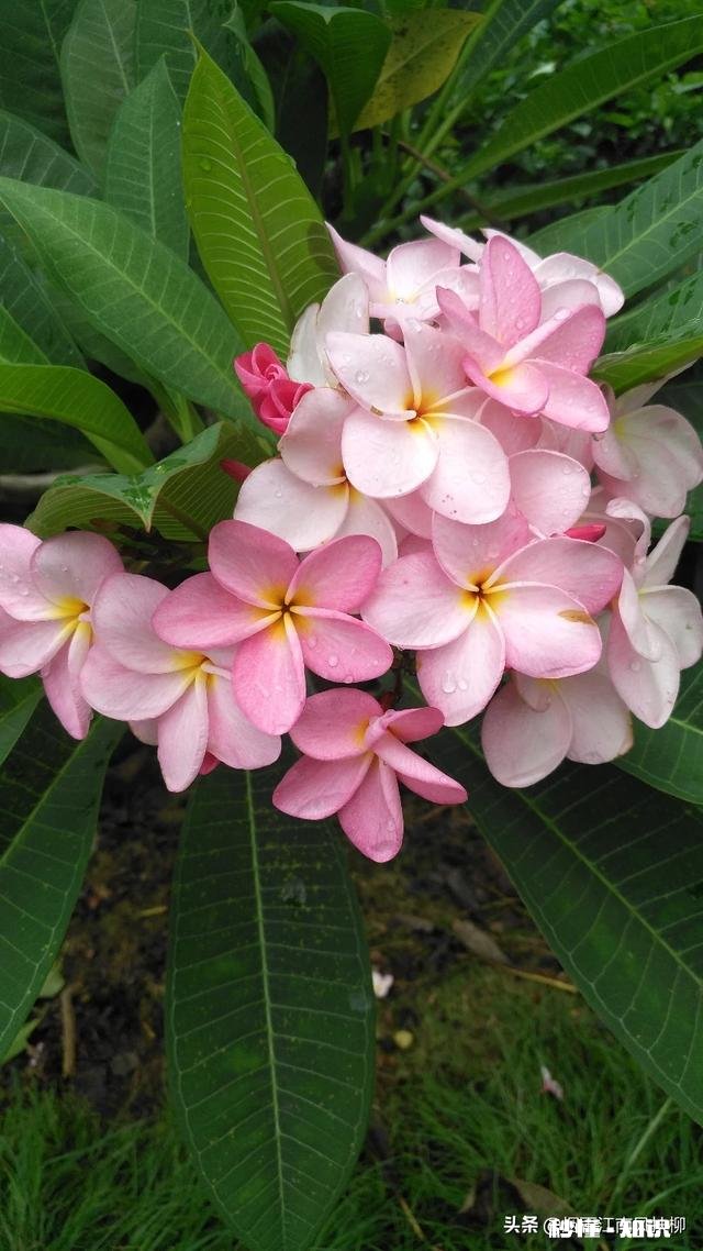 有没有让你刚开始刻骨铭心，又慢慢的无疾而终的感情