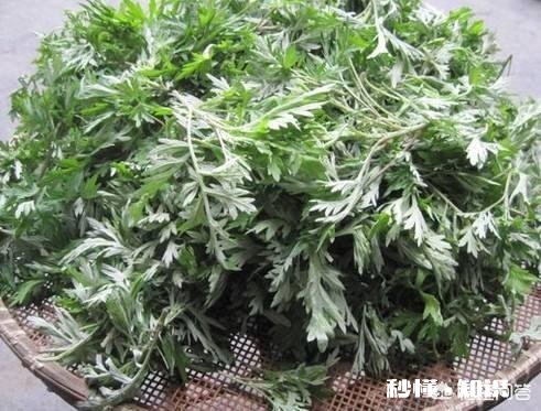 艾草种植有销路吗