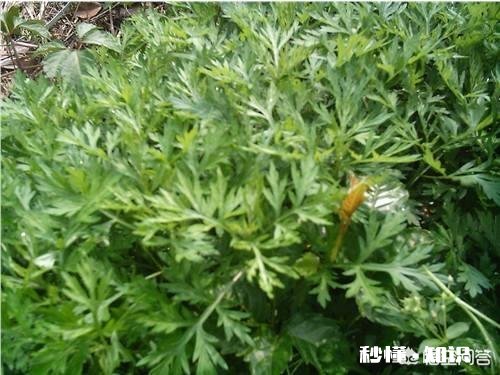 艾草种植有销路吗