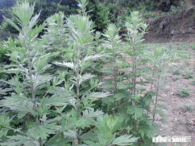 艾草种植有销路吗