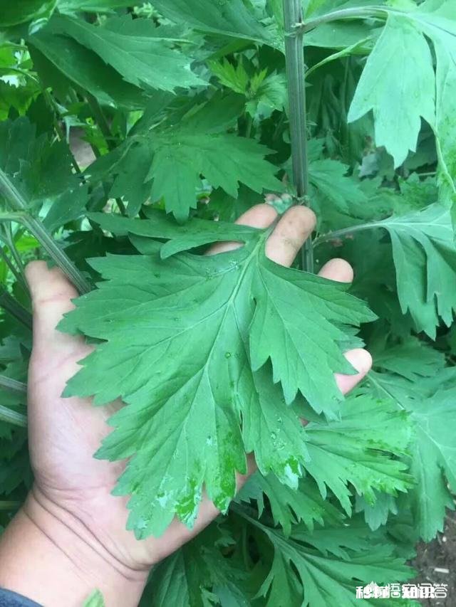 艾草种植有销路吗