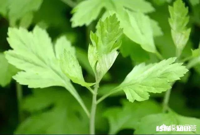 艾草种植有销路吗