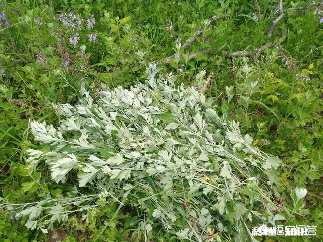 艾草种植有销路吗