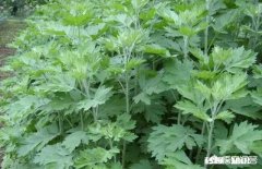 艾草种植有销路吗