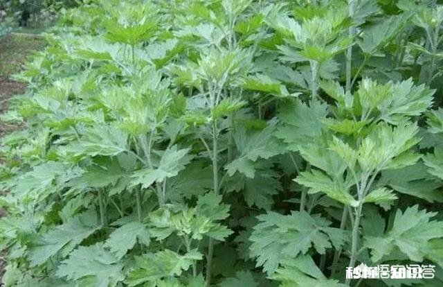 艾草种植有销路吗