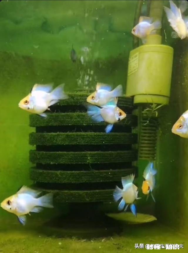 为什么金鱼会突然死了