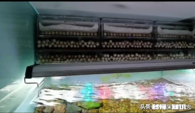 为什么金鱼会突然死了