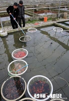 为什么金鱼会突然死了